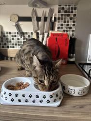 Reunited Male Cat last seen Irons Road, West Northamptonshire, England NN5 6WL