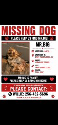 Lost Male Dog last seen Westend Tuscaloosa al, Tuscaloosa, AL 35401