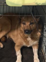 Reunited Female Dog last seen South main ave in maiden, Maiden, NC 28650