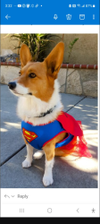Lost Female Dog last seen Herringbone Way and serpentine, Kingswinford, England 