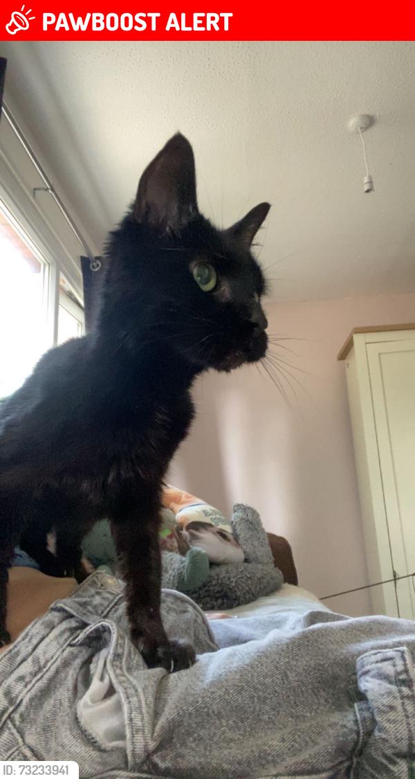 Lost Female Cat last seen King George’s park near the best one, Ashton-under-Lyne, England 