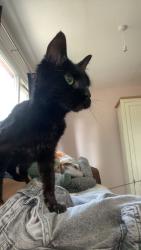 Lost Female Cat last seen King George’s park near the best one, Ashton-under-Lyne, England 