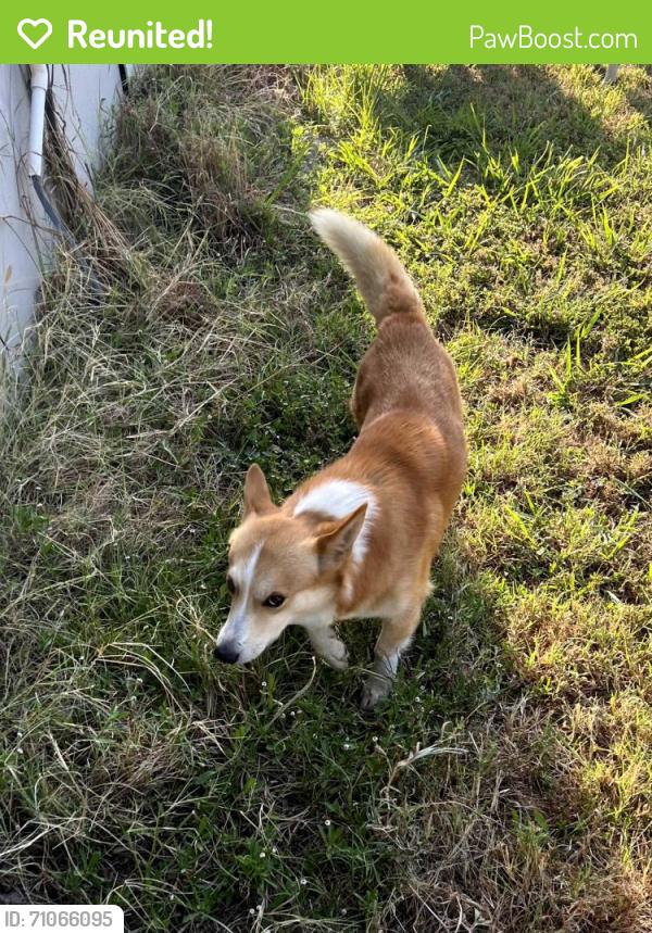 Reunited Male Dog last seen S Country Rd 810, Alvarado, Alvarado, TX 76009