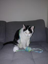 Reunited Male Cat last seen Rialto Street, Greenslopes, QLD 4120