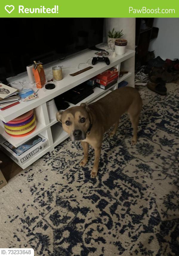 Reunited Female Dog last seen Spruce Street, Bethlehem, PA 18018