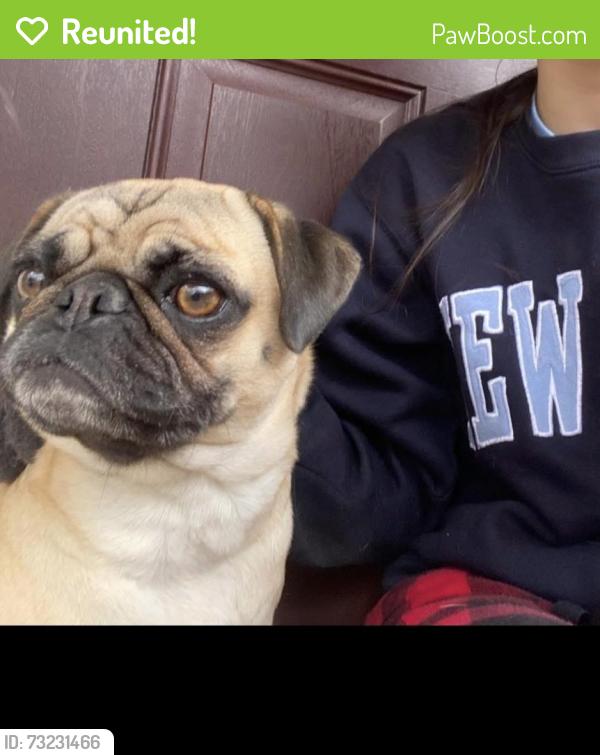 Reunited Female Dog last seen Holme Ave & Revere St, Philadelphia, PA 19152