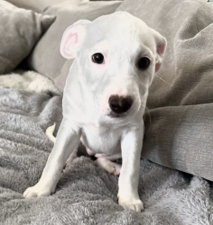 Reunited Female Dog last seen Near Smooth Rock Falls Dr, Spring, TX 77379, USA, Spring, TX 77379