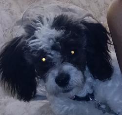 Reunited Female Dog last seen 3rds street, Topeka, KS 66606