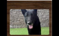 Reunited Male Dog last seen Stow and Herrington, Webberville, MI 48892