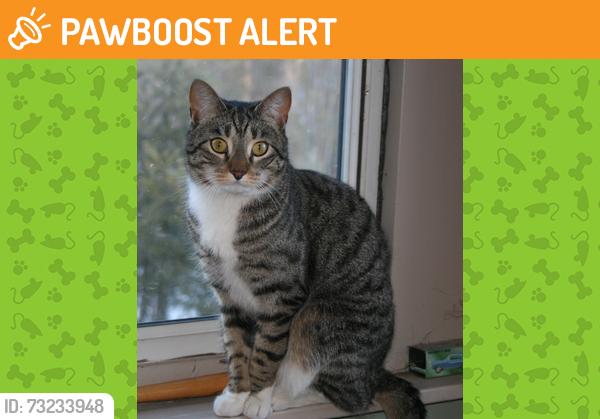 Found/Stray Unknown Cat last seen Canterbury Hurlstone Park RSL carpark, Hurlstone Park, NSW 2193