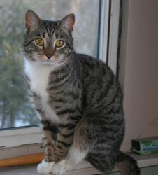 Found/Stray Unknown Cat last seen Canterbury Hurlstone Park RSL carpark, Hurlstone Park, NSW 2193