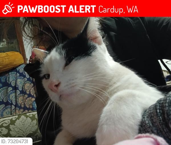 Lost Male Cat last seen Soldiers rd cardup, Cardup, WA 6122