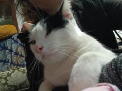 Lost Male Cat last seen Soldiers rd cardup, Cardup, WA 6122
