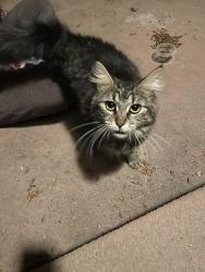 Found/Stray Female Cat last seen Hessel Park, Champaign, IL 61820
