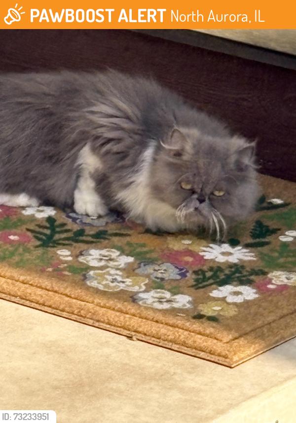 Found/Stray Unknown Cat last seen Oak Street and Sycamore, North Aurora, IL 60542