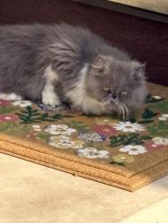 Found/Stray Unknown Cat last seen Oak Street and Sycamore, North Aurora, IL 60542