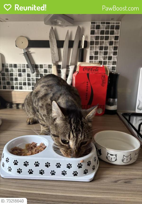 Reunited Male Cat last seen Irons Road, West Northamptonshire, England NN5 6WL