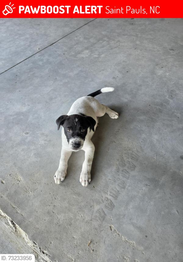 Lost Male Dog last seen Near e blue st Saint pauls nc 28384, Saint Pauls, NC 28384
