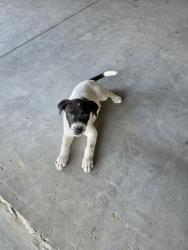 Lost Male Dog last seen Near e blue st Saint pauls nc 28384, Saint Pauls, NC 28384