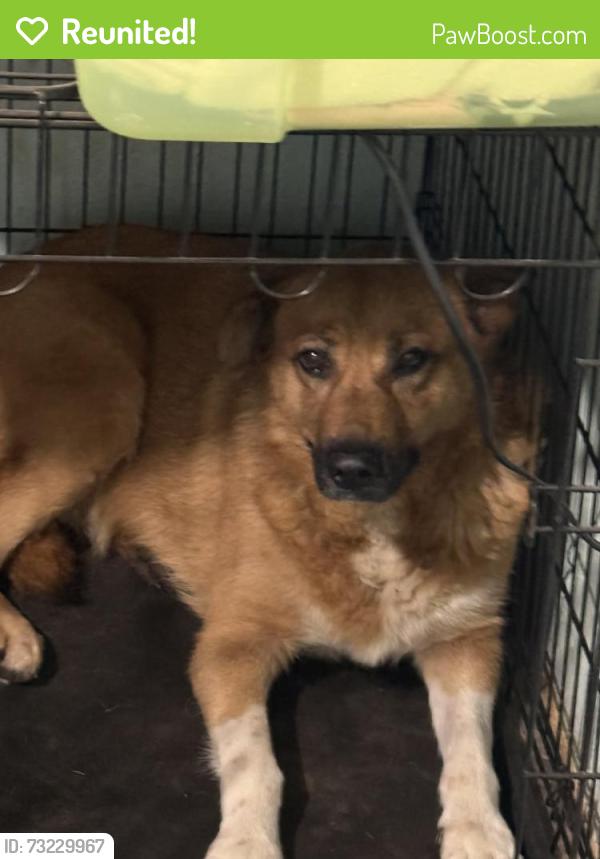 Reunited Female Dog last seen South main ave in maiden, Maiden, NC 28650