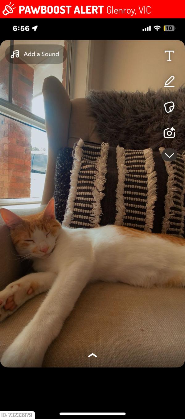 Lost Male Cat last seen Geum street glenroy Hadfield area Melbourne, Glenroy, VIC 3046
