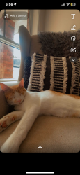 Lost Male Cat last seen Geum street glenroy Hadfield area Melbourne, Glenroy, VIC 3046