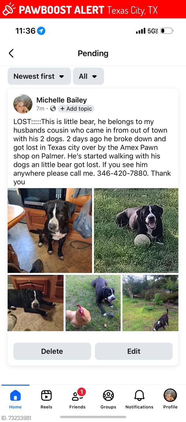 Lost Male Dog last seen Amex pawn shop, Texas City, TX 77590
