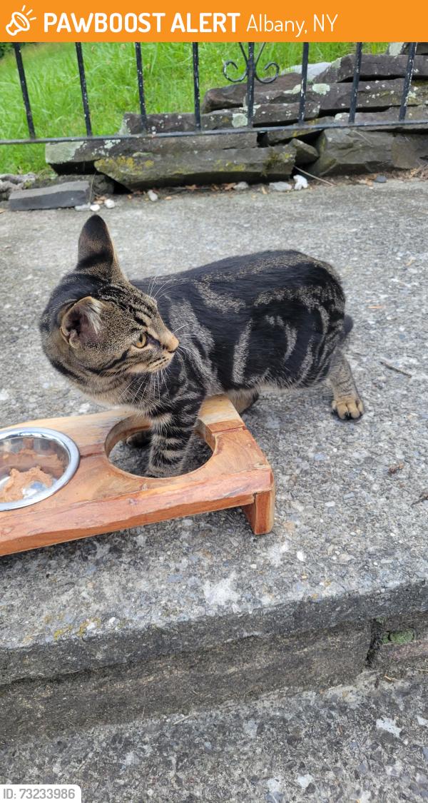 Found/Stray Male Cat last seen S. Pine and Cliff St., Albany, NY 12208