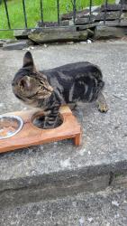 Found/Stray Male Cat last seen S. Pine and Cliff St., Albany, NY 12208