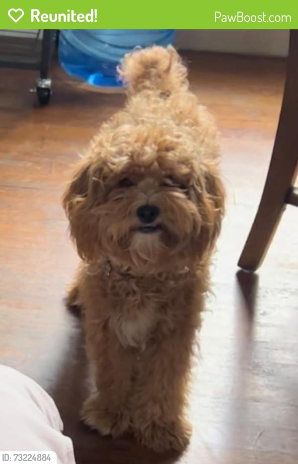 Reunited Female Dog last seen Savoy st and tennessee ave, Dallas, TX 75224