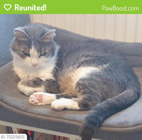 Reunited Male Cat last seen Oldbury court park, Bristol City, England BS16 2WB