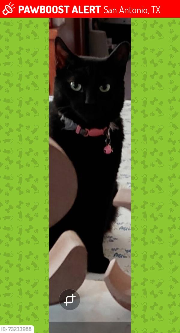 Lost Female Cat last seen Bluff, San Antonio, TX 78227