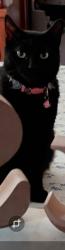 Lost Female Cat last seen Bluff, San Antonio, TX 78227