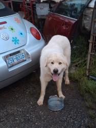 Found/Stray Unknown Dog last seen Park Drive and Hwy 70 Statesville, Statesville, NC 28677
