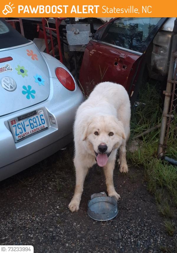 Found/Stray Unknown Dog last seen Park Drive and Hwy 70 Statesville, Statesville, NC 28677
