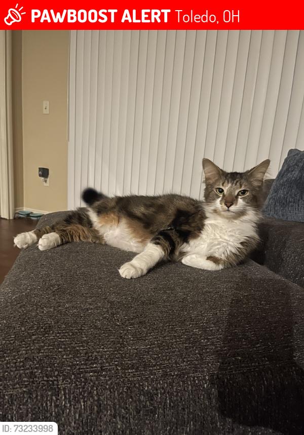 Lost Male Cat last seen The streets in that area, Toledo, OH 43610