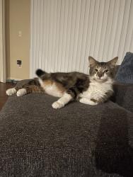 Lost Male Cat last seen The streets in that area, Toledo, OH 43610