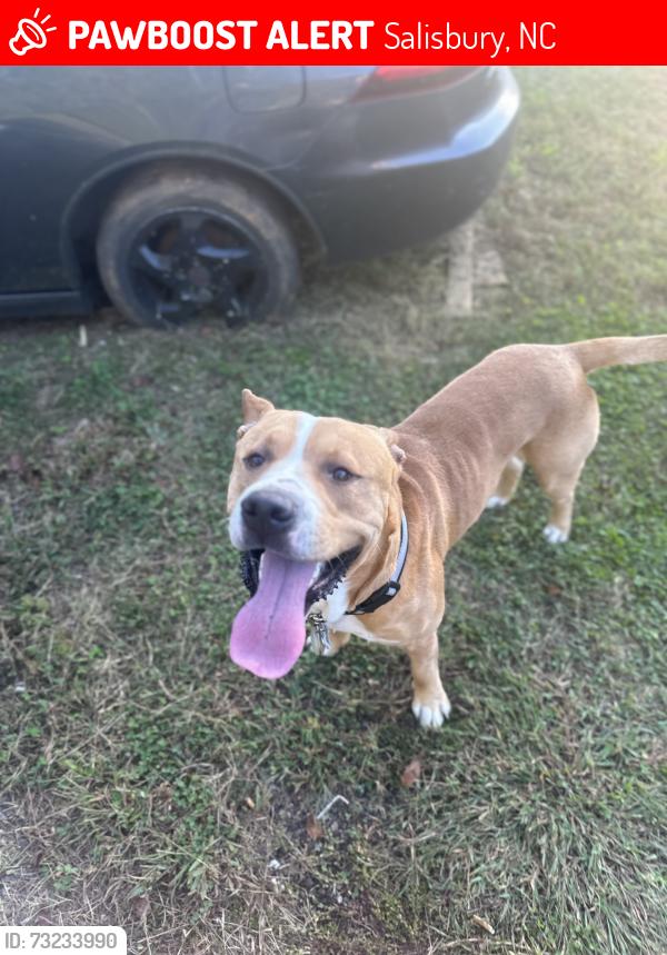 Lost Male Dog last seen Near Harris point rd Salisbury nc 28146, Salisbury, NC 28146