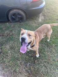 Lost Male Dog last seen Near Harris point rd Salisbury nc 28146, Salisbury, NC 28146