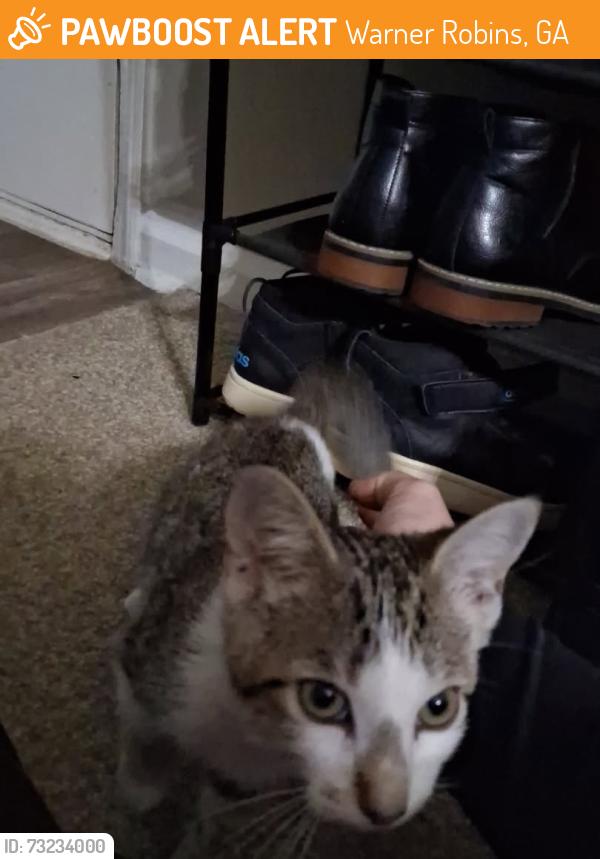 Found/Stray Female Cat last seen Russell Parkway, Warner Robins, GA 31088