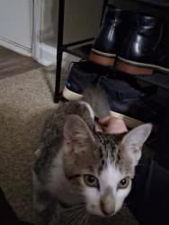 Found/Stray Female Cat last seen Russell Parkway, Warner Robins, GA 31088