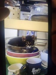 Lost Female Cat last seen Culver and Glassell, Orange, CA 92866