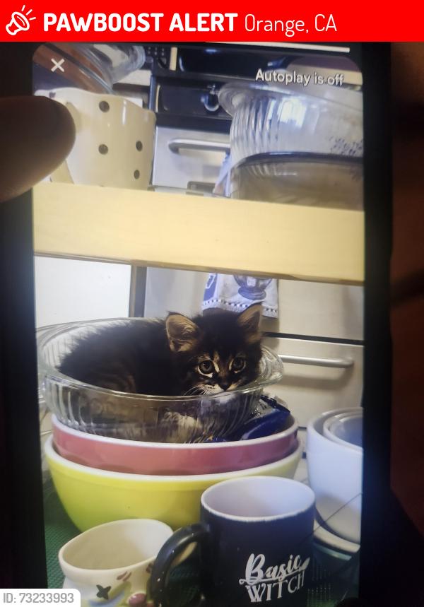 Lost Female Cat last seen Culver and Glassell, Orange, CA 92866