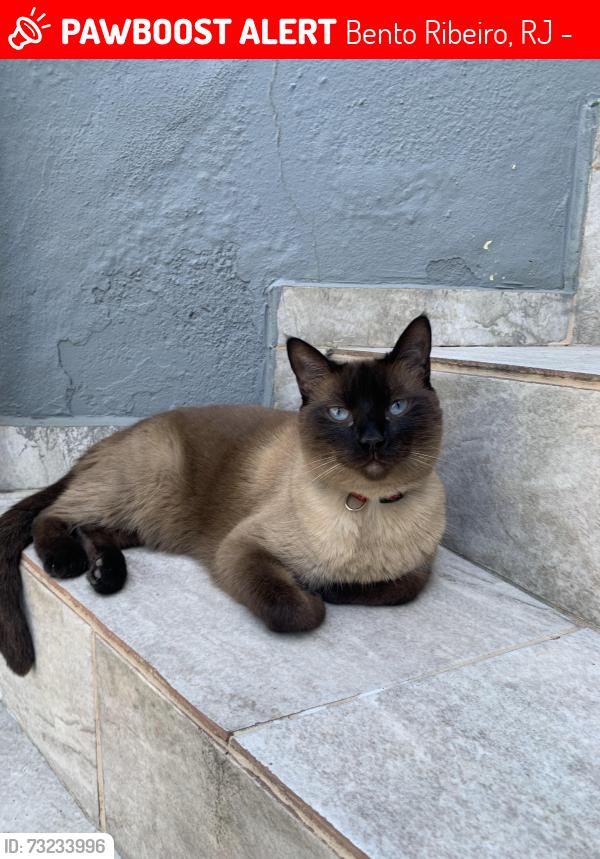 Lost Female Cat last seen Rua Apodi, Bento Ribeiro, RJ 21331-380