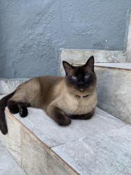 Lost Female Cat last seen Rua Apodi, Bento Ribeiro, RJ 21331-380