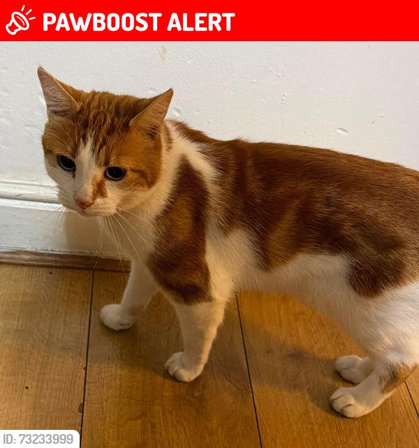 Lost Male Cat last seen Featherstall Road / Main Road, Greater Manchester, England OL9 6PU