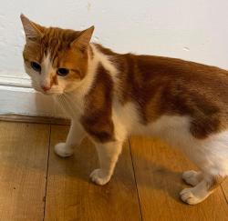 Lost Male Cat last seen Featherstall Road / Main Road, Greater Manchester, England OL9 6PU
