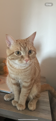 Lost Male Cat last seen Riverside dr, Norfolk, VA 23502