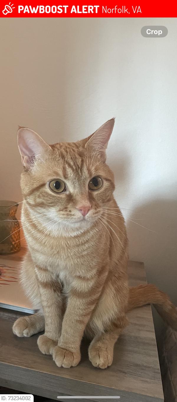 Lost Male Cat last seen Riverside dr, Norfolk, VA 23502