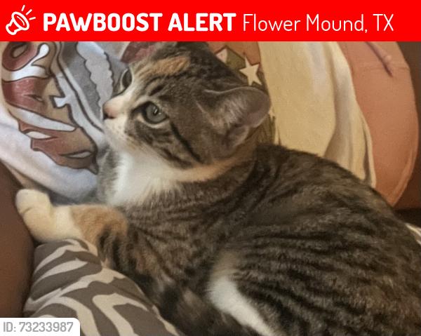 Lost Female Cat last seen Elmridge &, Flower Mound, TX 75022